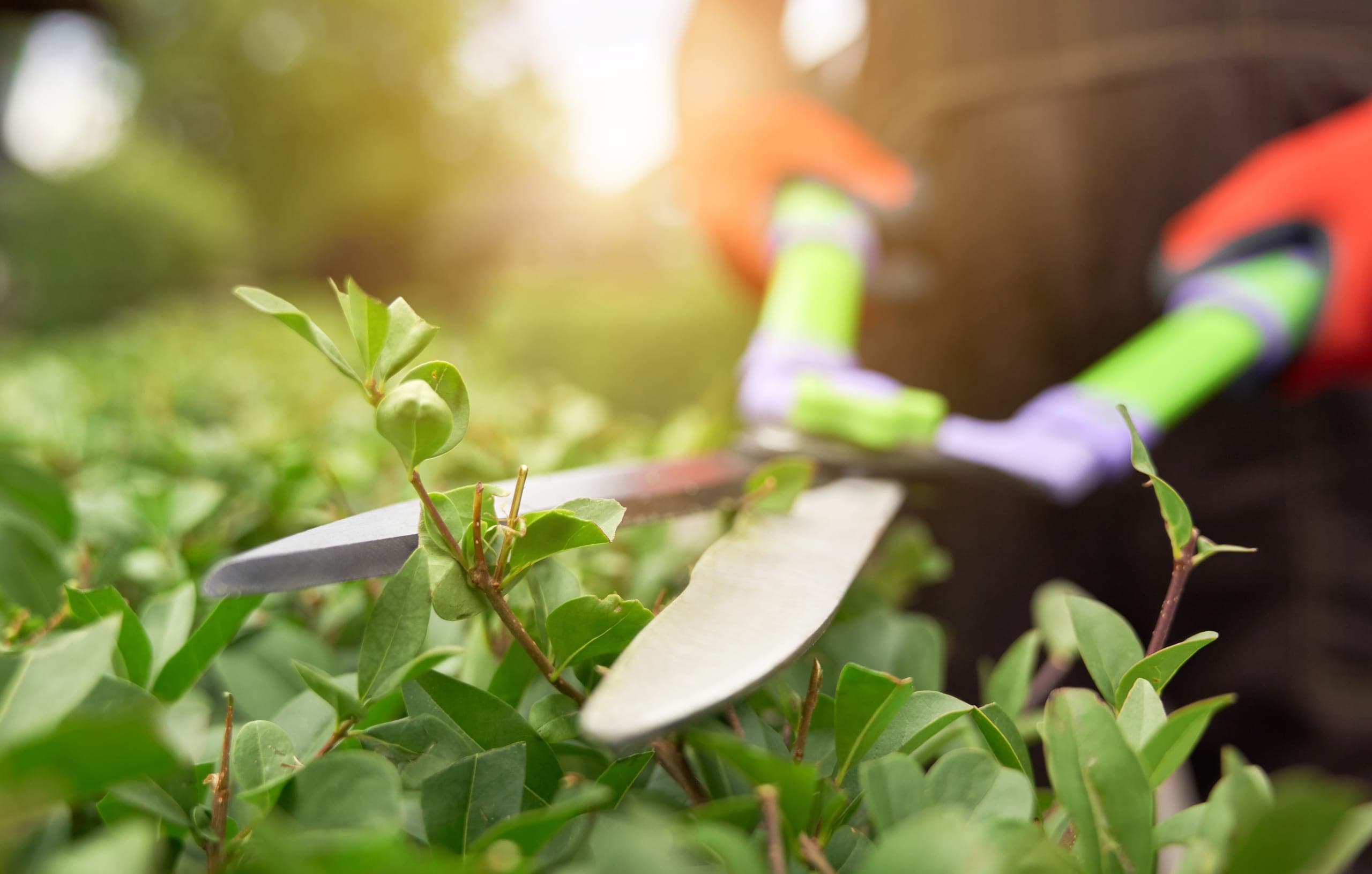 Trabajo de Jardinería y Exterior